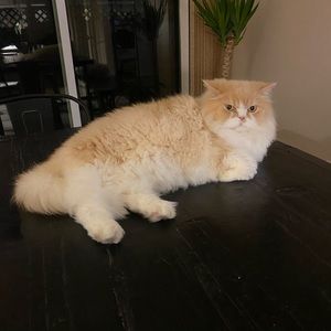 Meet your Posher, Skye